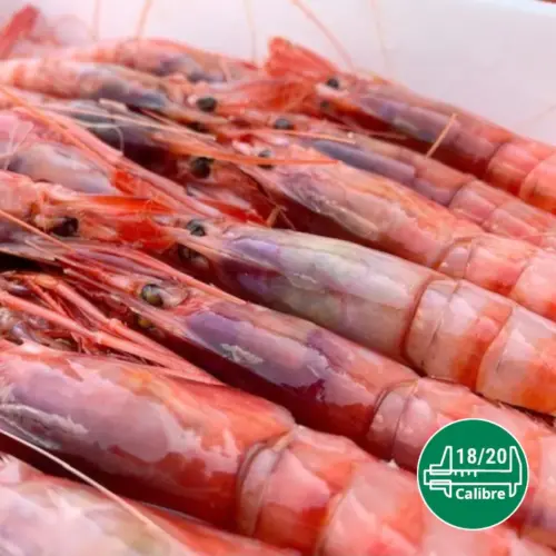 Gamba roja calibre 18-20 kilo para venta mayorista de marisco.