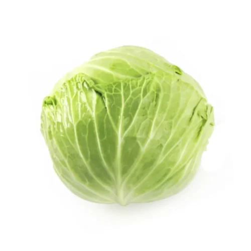Repollo tipo liso para venta al por mayor.