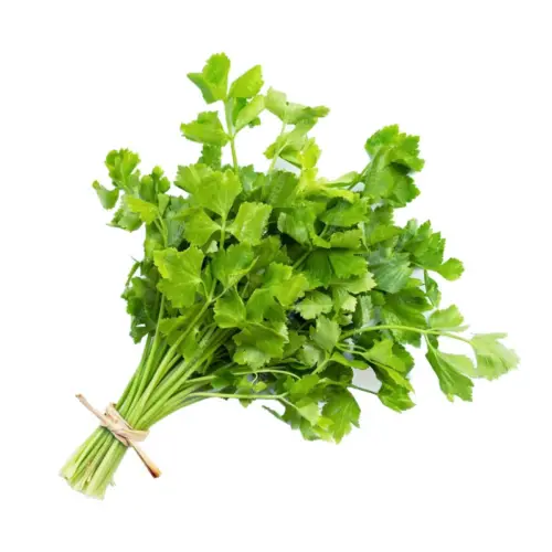 Apio Chino para venta al por mayor de verduras exóticas.