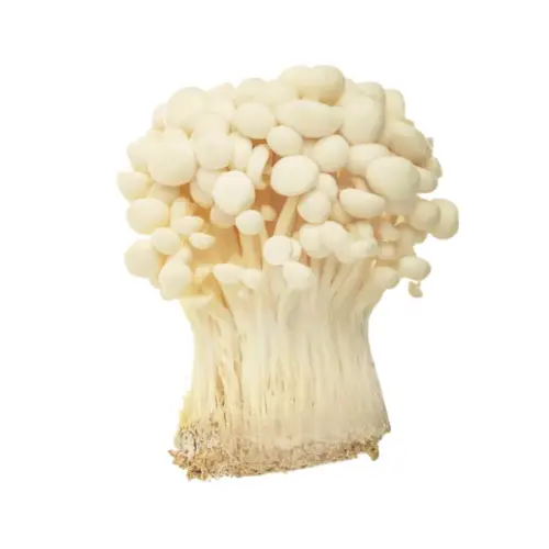 Enoki para la venta al por mayor en verdura Asiática y setas.