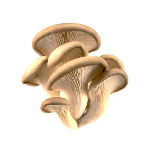 Seta de ostra para venta al por mayor de verdura.