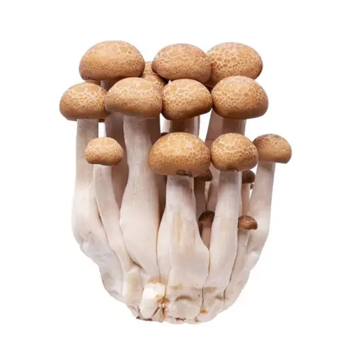 Shimeji marrón para venta al por mayor de verdura.