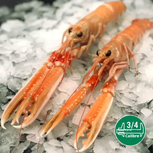 Cigalas calibre 3-4 para la venta mayorista de marisco.